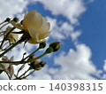White flowers blooming towards the clear sky 140398315