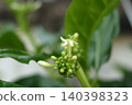 Cluster Noni flowers blooming on branch close up view. 140398323