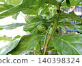 Unripe Noni fruit on stem surrounded green leaves. 140398324