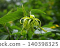 Cananga flowers growing on top of tree in nature. 140398325
