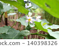 Thai eggplant flower blooming surrounded green leaves outdoor environment. 140398326