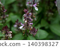 Close up inflorescence and flowers Thai basil blooming. 140398327