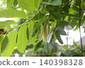 Custard apple flower blooming on branch and sunlight on green leaves. 140398328