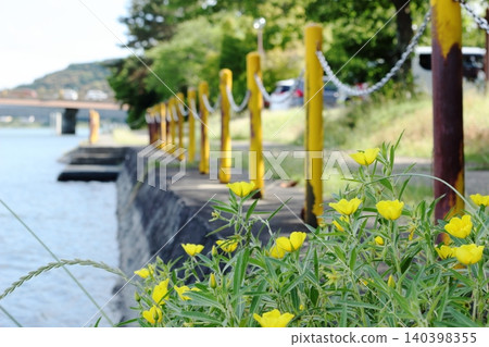 Yellow flowers blooming by the river Yellow flowers blooming by the river 140398355