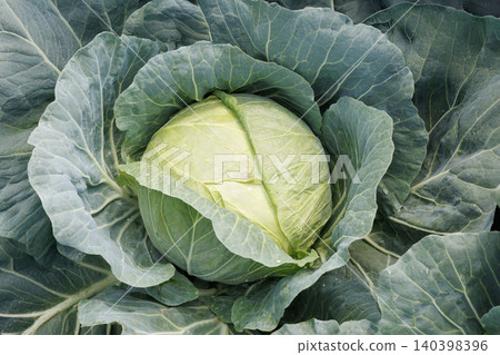 Cabbage growing in the field Cabbage growing in the field 140398396