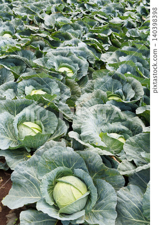 Cabbage growing in the field Cabbage growing in the field 140398398