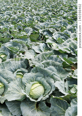 Cabbage growing in the field Cabbage growing in the field 140398402