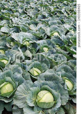 Cabbage growing in the field Cabbage growing in the field 140398405