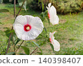 Hibiscus in garden. Summer morning in cottage garden. Cultivated in gardens and greenhouses. Ornamental plants for hedges and for elegance of their flowers. 140398407