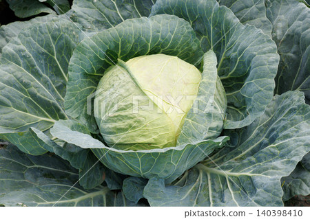 Cabbage growing in the field Cabbage growing in the field 140398410