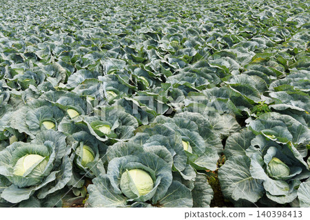 Cabbage growing in the field Cabbage growing in the field 140398413