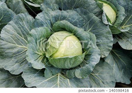 Cabbage growing in the field Cabbage growing in the field 140398416