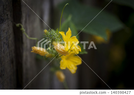 Flower Yellow Macro Natural Color Flower Yellow Macro Natural Color 140398427