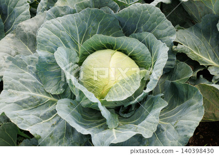 Cabbage growing in the field Cabbage growing in the field 140398430