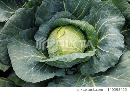Cabbage growing in the field Cabbage growing in the field 140398433