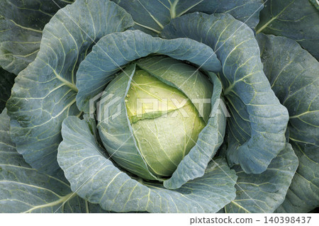 Cabbage growing in the field Cabbage growing in the field 140398437