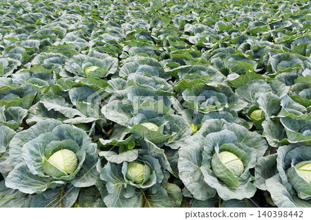 Cabbage growing in the field Cabbage growing in the field 140398442