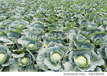 Cabbage growing in the field Cabbage growing in the field 140398444