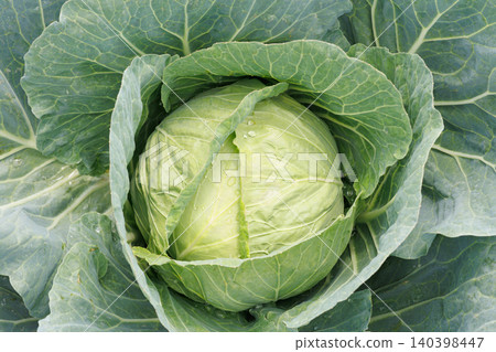 Cabbage growing in the field Cabbage growing in the field 140398447