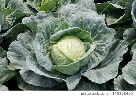 Cabbage growing in the field 140398450