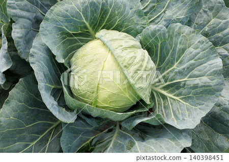 Cabbage growing in the field 140398451