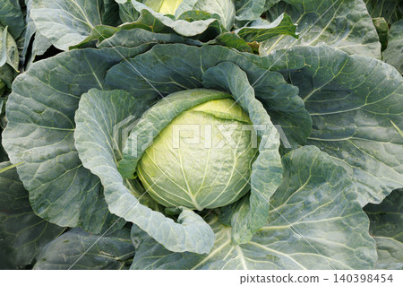 Cabbage growing in the field Cabbage growing in the field 140398454
