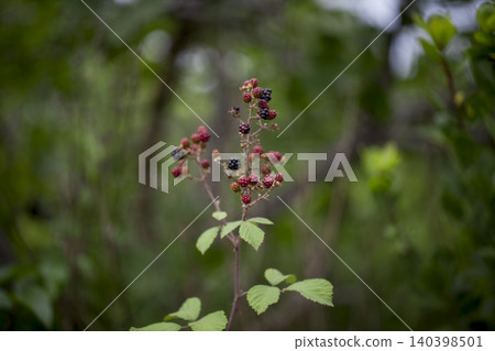 Blackberry Plant Wild Natural Berries 140398501