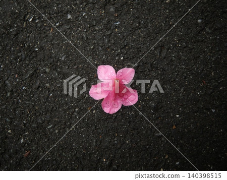 A single pink azalea has fallen onto the wet asphalt. A single pink azalea has fallen onto the wet asphalt. 140398515