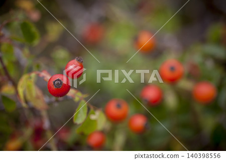 Rosehip Flower Natural Wild Red Rosehip Flower Natural Wild Red 140398556