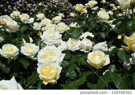 A rose garden in early summer, with white roses in full bloom. 140398562