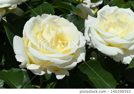 Close-up of two white roses Close-up of two white roses 140398563