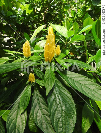 The flowers of the evergreen shrub "Coralflower" belonging to the Acanthaceae family. The flowers of the evergreen shrub "Coralflower" belonging to the Acanthaceae family. 140398575