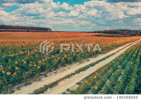 Dirt road passing through a beautiful sunflower field. Aerial view Dirt road passing through a beautiful sunflower field. Aerial view 140398689