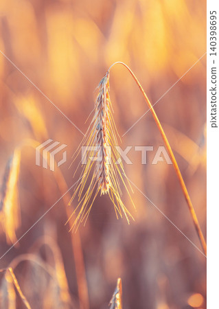 Wheat field at sunset. Beautiful nature Wheat field at sunset. Beautiful nature 140398695