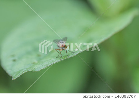 A fly resting on a blade of grass A fly resting on a blade of grass 140398707