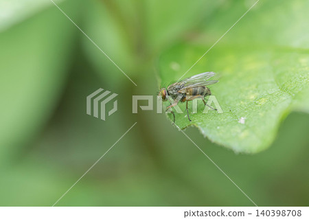 A fly resting on a blade of grass A fly resting on a blade of grass 140398708