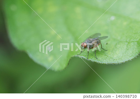 A fly resting on a blade of grass A fly resting on a blade of grass 140398710