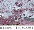 Cherry blossoms on a rainy day 140398864