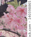 Cherry blossoms after the rain 140398865