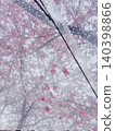 Cherry blossom petals clinging to a transparent umbrella 140398866