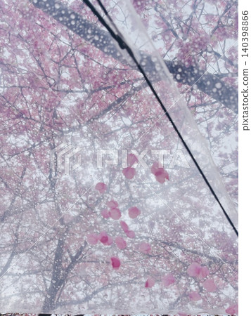 Cherry blossom petals clinging to a transparent umbrella Cherry blossom petals clinging to a transparent umbrella 140398866