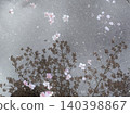 A puddle with cherry blossom petals floating on it 140398867