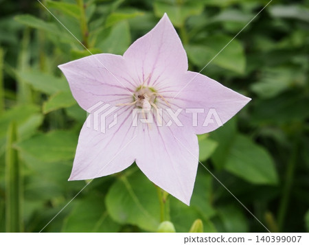 淡紫色風鈴草 淡紫色風鈴草 140399007