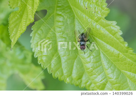 Small blowfly 140399026