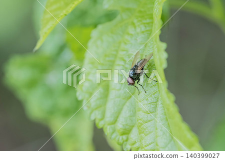 Small blowfly 140399027