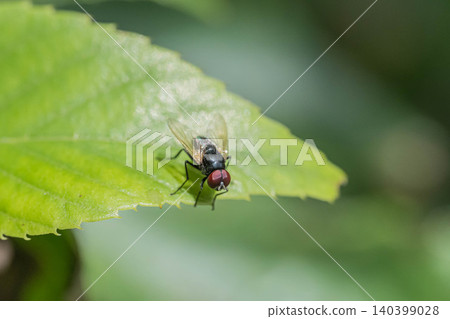 Small blowfly 140399028