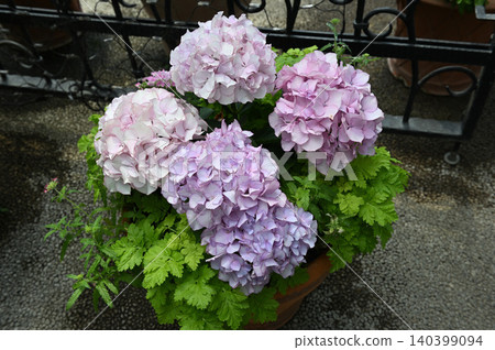 A pale pink hydrangea in a pot A pale pink hydrangea in a pot 140399094