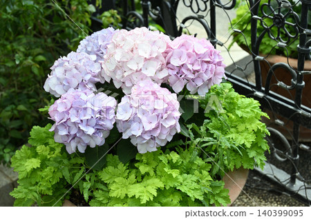Pale purple hydrangeas blooming in pots Pale purple hydrangeas blooming in pots 140399095