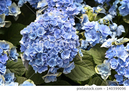 Brightly blooming blue hydrangea Brightly blooming blue hydrangea 140399096