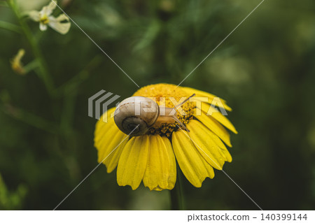 Small Snail on Bright Yellow Flower in Nature. Small Snail on Bright Yellow Flower in Nature. 140399144